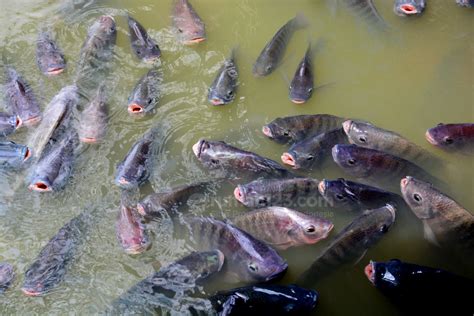 Budidaya Ikan Nila: Tips Sukses Menjadi Pengusaha Perikanan